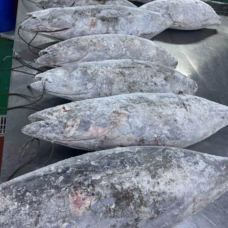 FROZEN ALBACORE, WR