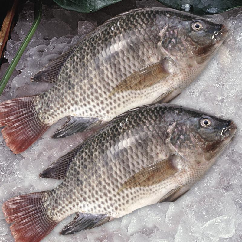 FROZEN TAIWAN TILAPIA, WR